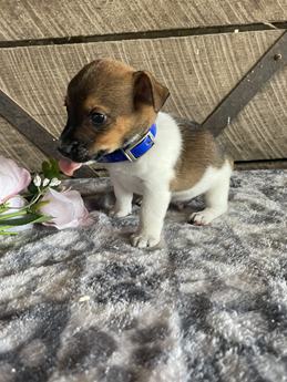 Buddy