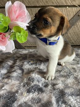 Buddy
