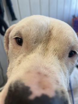 Bunnie XO - Puppy Area