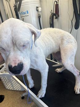 Bunnie XO - Puppy Area