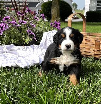 Charity❤️akc Genetic Tested❤️717-203-3282
