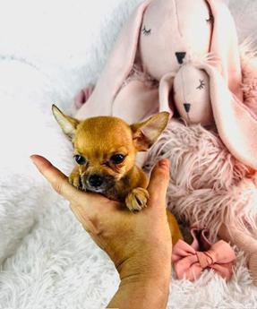 Chihuahua