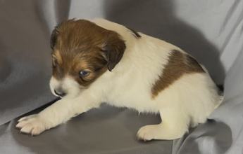 Cooper