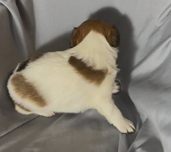Cooper