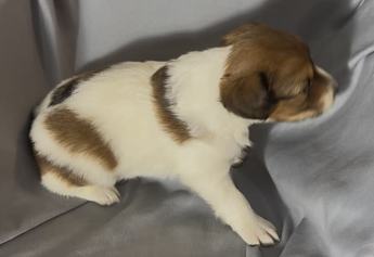 Cooper