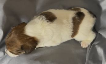Cooper