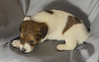 Cooper