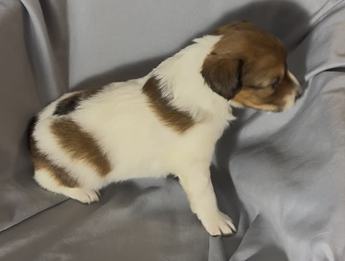 Cooper