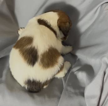 Cooper