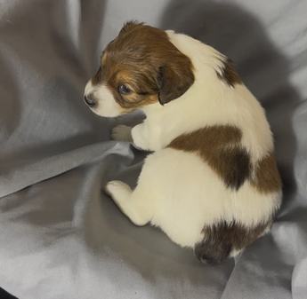 Cooper
