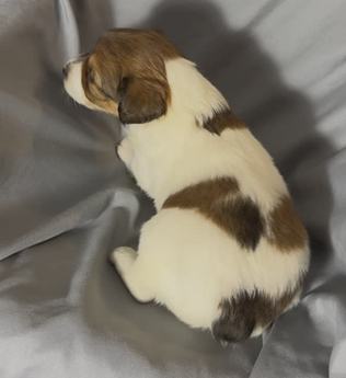 Cooper