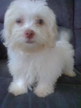 Daisy
