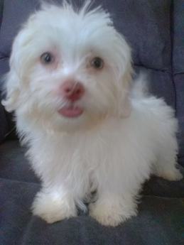 Daisy