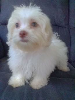 Daisy