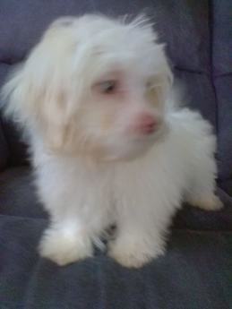 Daisy