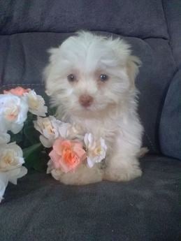 Daisy