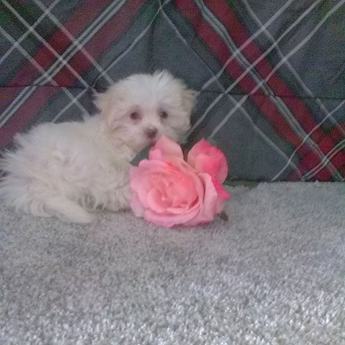 Daisy