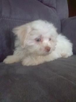 Daisy