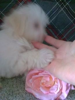 Daisy