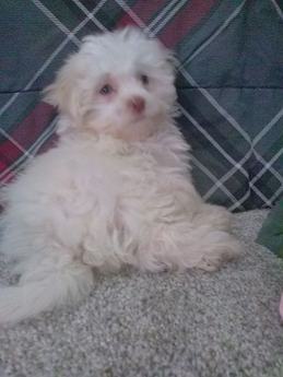 Daisy