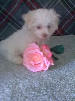 Daisy