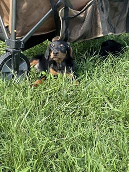 Delilah