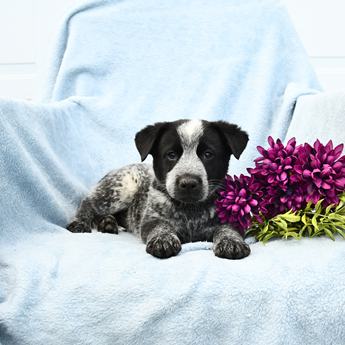 Domino