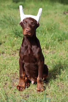 Enzo