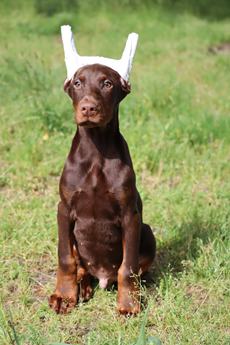 Enzo