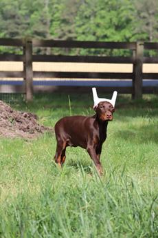 Enzo