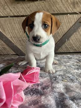 Kira