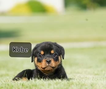 Kobe