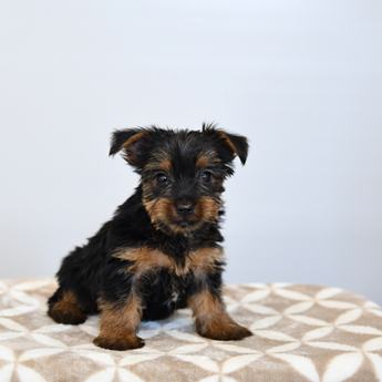 Kujo