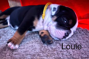 Louie
