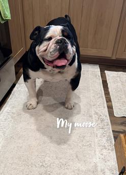 Louie