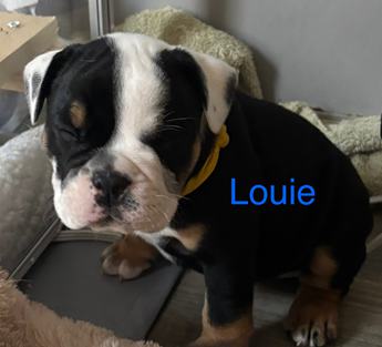 Louie