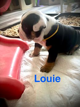 Louie