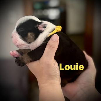Louie