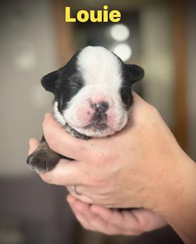 Louie