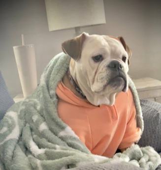 Louie