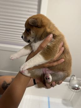 Miso