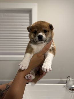 Miso