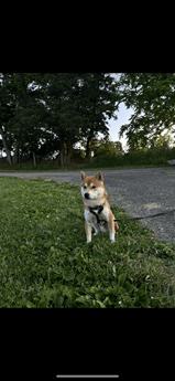 Miso