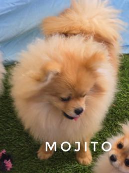 Mojito