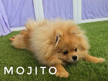 Mojito