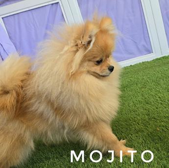 Mojito