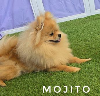 Mojito