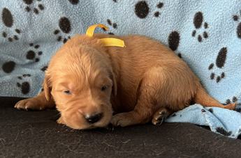 Mr. Yellow