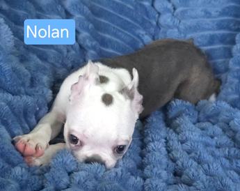 Nolan