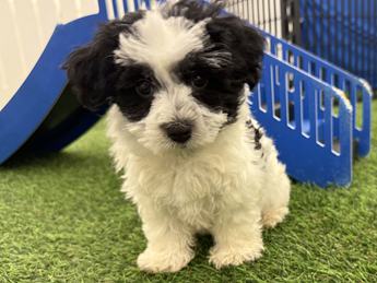 Oreo